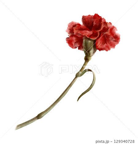 Red carnation flower as a symbol of the Portuguese revolution on April 25, 1974,symbol of freedom from totalitarian regime in the state Isolated Watercolor clipart in vintage style 129340728
