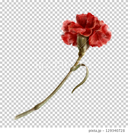 Red carnation flower as a symbol of the Portuguese revolution on April 25, 1974,symbol of freedom from totalitarian regime in the state Isolated Watercolor clipart in vintage style 129340728