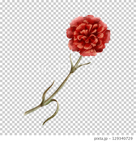 Red carnation flower as a symbol of mothers day,love,passion,valentine's day confessions. Isolated Watercolor hand-drawn illustration in vintage style as element for card,banner 129340729