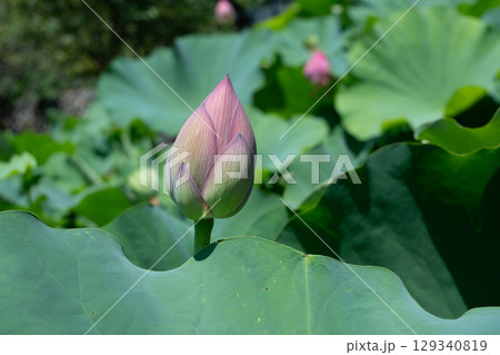 薬師池公園のハスの花 129340819
