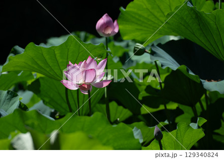 薬師池公園のハスの花 薬師池公園のハスの花 129340824