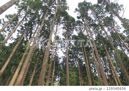 杉林を下から仰ぎ見る 杉林を下から仰ぎ見る 129340856