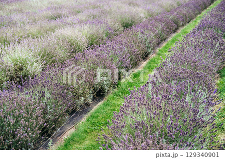 Lavender fields in full bloom forming vibrant rows and seasonal agro-tourism. Lavender fields as eco-tourism destinations, sustainable travel, flower field tourism, nature escape... Lavender fields in full bloom forming vibrant rows and seasonal agro-tourism. Lavender fields as eco-tourism destinations, sustainable travel, flower field tourism, nature escape... 129340901