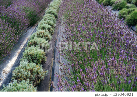 Two rows of lavender at different growth stages demonstrate the progression of crop maturity under managed cultivation. Crop maturity and predictive harvesting, lavender growth stages, Two rows of lavender at different growth stages demonstrate the progression of crop maturity under managed cultivation. Crop maturity and predictive harvesting, lavender growth stages, 129340921