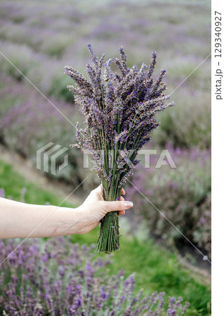 A hand holds a fresh bouquet of lavender over a field of blooming plants. Botanical origin, lavender sourcing, ingredient transparency, farm-based wellness. 129340927