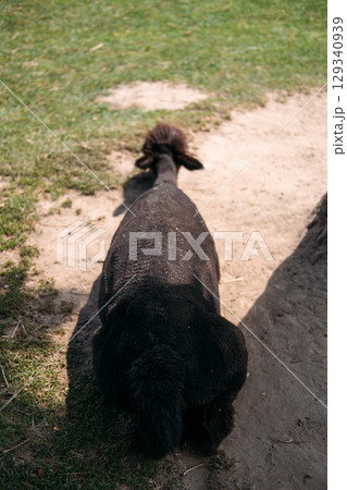 Rear view of a dark brown shorn alpaca lying on sunlit dirt and grass in a rural farm setting. Alpaca wool, natural fibers, sustainable fashion, ethical textile production 129340939