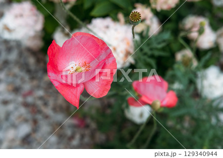 Vivid red poppies growing amidst wildflowers in a biodiverse and untamed garden landscape. Emotional wellness through nature, floral therapy, plant-based calm, soft color psychology.. 129340944