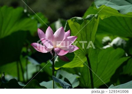 薬師池公園のハスの花 薬師池公園のハスの花 129341006