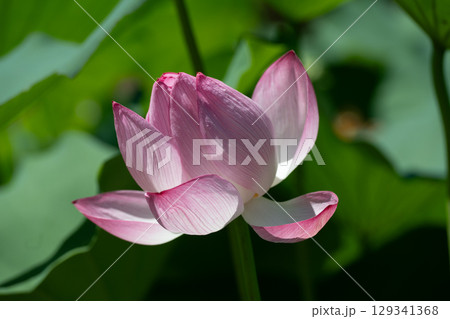 薬師池公園のハスの花 129341368