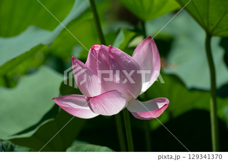 薬師池公園のハスの花 129341370