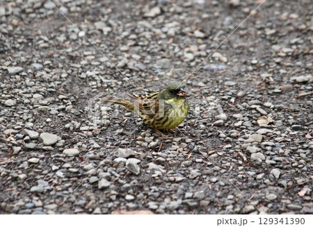 地面に降りたアオジ 129341390