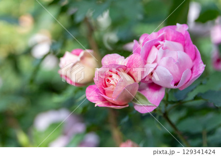 緑の中に映える可愛いピンクのバラ 緑の中に映える可愛いピンクのバラ 129341424