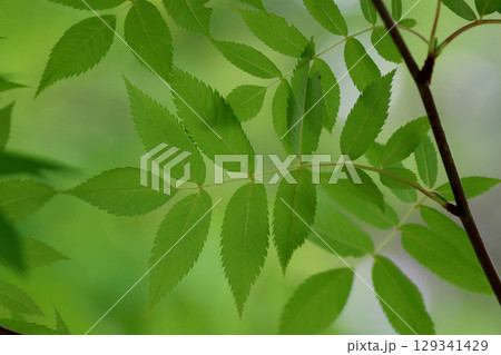 センダンの葉・樹木（北海道・旭川市） 129341429