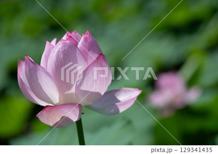 薬師池公園のハスの花 129341435