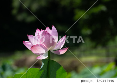 薬師池公園のハスの花 129341440