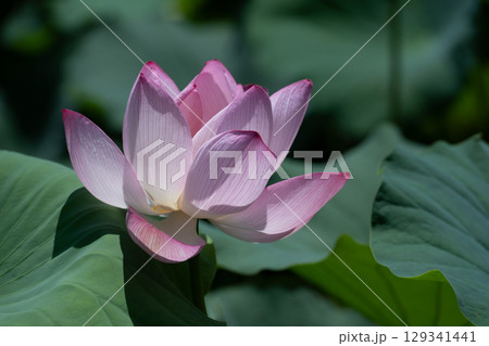 薬師池公園のハスの花 129341441