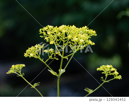 絶滅危惧種のオオキンレイカの花が咲く 129341452