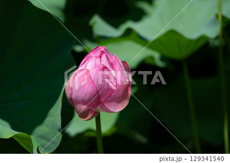 薬師池公園のハスの花 薬師池公園のハスの花 129341540