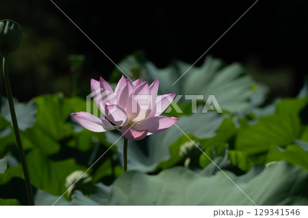 薬師池公園のハスの花 129341546