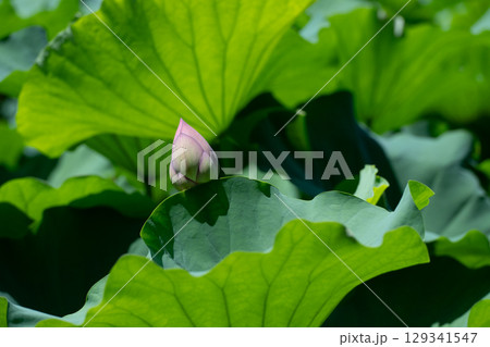 薬師池公園のハスの花 薬師池公園のハスの花 129341547