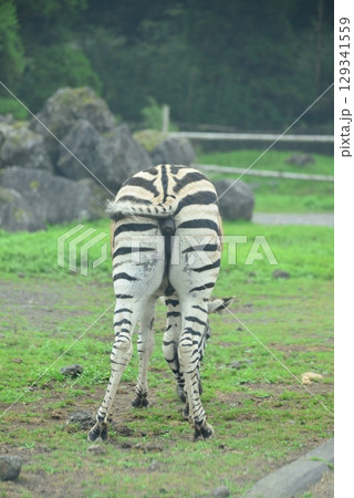 ゼブラのおしり　☆mar_lapin 129341559
