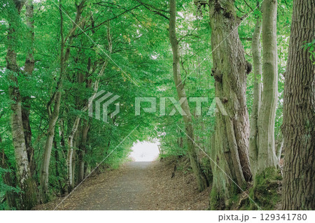 Scenic forest pathway enveloped by vibrant green foliage and towering trees. The tranquil path leads into a bright, inviting light, creating a serene and peaceful atmosphere 129341780