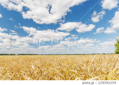 Golden rye field swaying gently under the sun 129342254