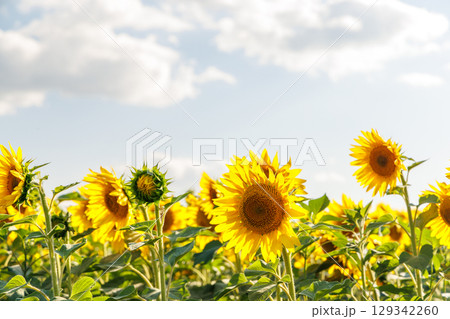 Sunflower field in full bloom Sunflower field in full bloom 129342260