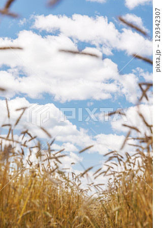 Golden rye field swaying gently under the sun Golden rye field swaying gently under the sun 129342307