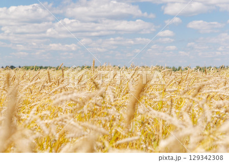 Golden rye field swaying gently under the sun Golden rye field swaying gently under the sun 129342308