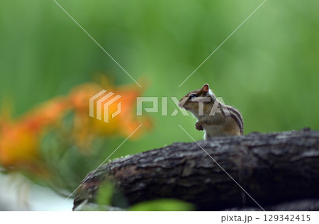 エゾシマリス エゾシマリス 129342415