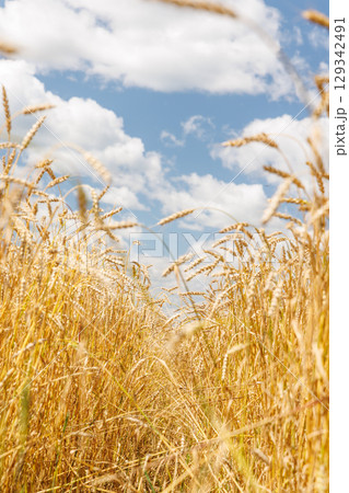 Golden rye field swaying gently under the sun 129342491