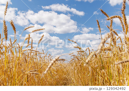 Golden rye field swaying gently under the sun 129342492