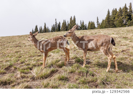 Deer grazing peacefully in Olympic National Park surrounded 129342566