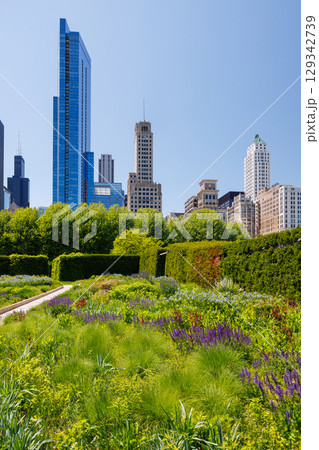 Sunny view of downtown Chicago with iconic skyscrapers rising above a lush green park 129342739