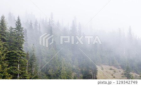 Olympic National Park tall, foggy forest Olympic National Park tall, foggy forest 129342749