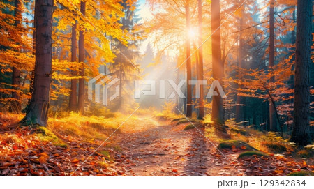 Sunlight filters through vibrant autumn foliage as a peaceful pathway winds through the forest, inviting exploration. 129342834