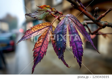 Colorful autumn leaves display vibrant hues in a rainy urban setting 129343035