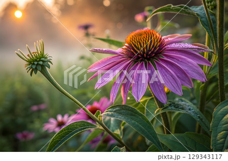 purple flower with sunset 129343117