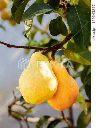 Natural pears grown in the garden without the use of chemicals, hanging on the bushes before autumn, 100% natural pears Natural pears grown in the garden without the use of chemicals, hanging on the bushes before autumn, 100% natural pears 129343237