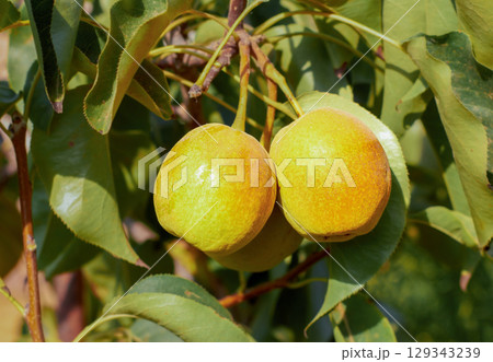 Natural pears grown in the garden without the use of chemicals, hanging on the bushes before autumn, 100% natural pears 129343239