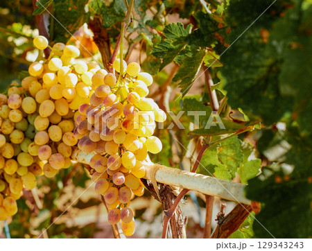 Yellow-white grapes grown in the garden without the use of chemicals, 100% natural grapes hanging on the bushes until autumn 129343243