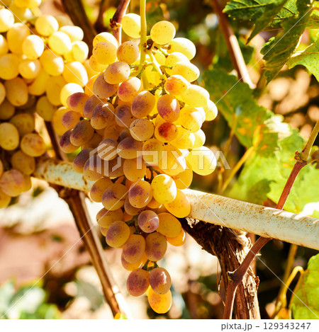 Yellow-white grapes grown in the garden without the use of chemicals, 100% natural grapes hanging on the bushes until autumn 129343247