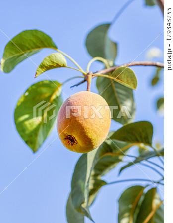 Natural pears grown in the garden without the use of chemicals, hanging on the bushes before autumn, 100% natural pears 129343255