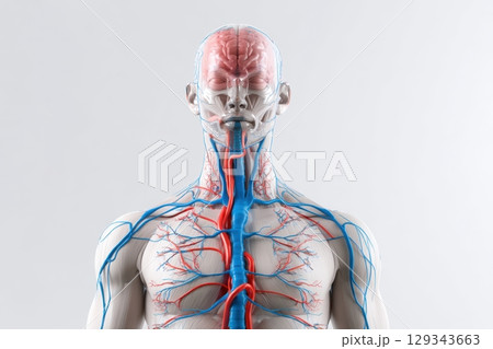 Detailed human anatomy model showcasing the circulatory and nervous systems 129343663