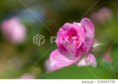 横浜・山下公園　美しいピンクのバラ 129343738