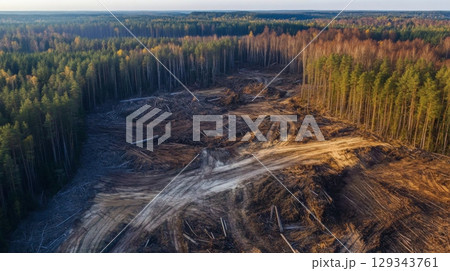 Aerial perspective showing a large area of deforestation, featuring tree stumps and bare earth under an autumn sky. 129343761