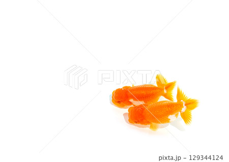 金魚　らんちゅう 129344124