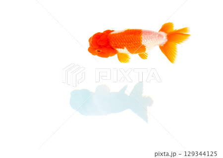 金魚　らんちゅう 129344125