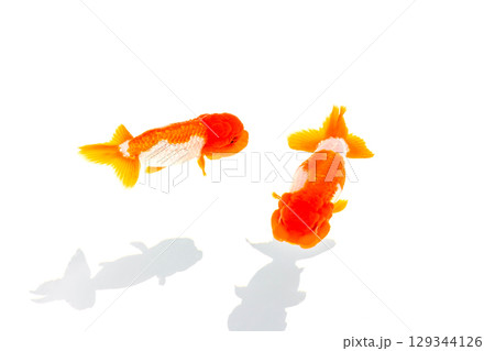 金魚　らんちゅう 129344126